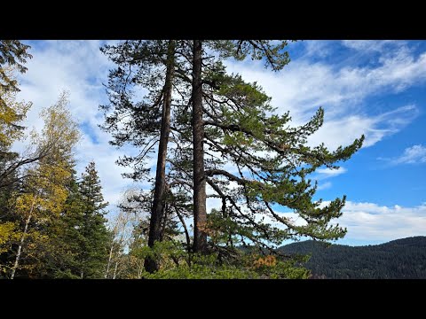 Видео: 31 октября 2025 г.