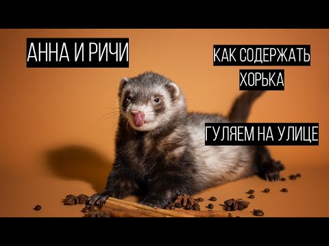 Видео: Аня и Ричи / ОТКРОВЕНИЯ как содержать хорька / гуляем НА УЛИЦЕ