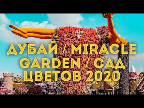 Видео: Дубай 2020 Miracle Garden или Сад Чудес - самый большой цветочный сад