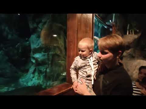 Видео: В ПЕТЕРБУРГЕ СХОДИЛИ В ОКЕАНАРИУМ 🐟🦈