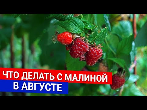 Видео: Что делать с малиной в августе | Обрезаем малину сейчас - не ждём осени