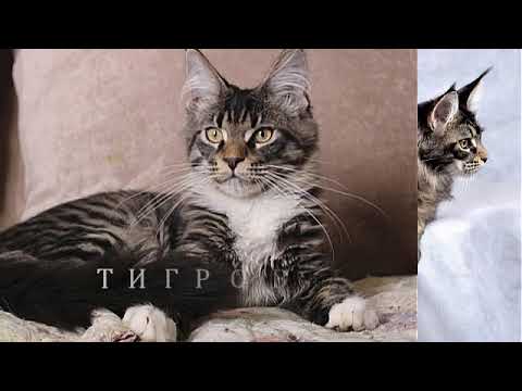 Видео: Удивительная палитра окрасов Мейн кунов