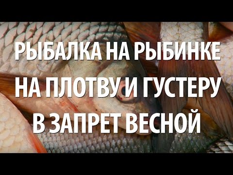 Видео: РЫБАЛКА на РЫБИНКЕ в ЗАПРЕТ на ЛОВЛЮ РЫБЫ. ПЛОТВА и ГУСТЕРА ВЕСНОЙ на УДОЧКУ