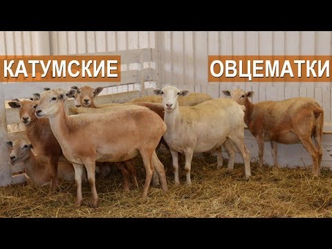 Видео: Катумская порода овец. Овцематки. СХП "Катумы"