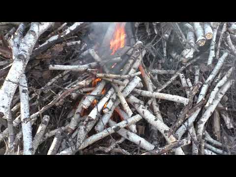 Видео: Охота на куницу с лайкой в ОМСКЕ. Много пустых полаек.