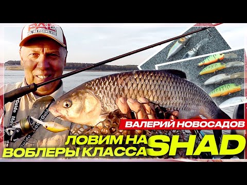 Видео: Голавль в конце лета. Секреты ловли на воблеры-шед: выбор места, приманки и проводки.