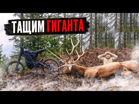 Видео: Первый олень спайк: от выстрела до финиша на электротяге