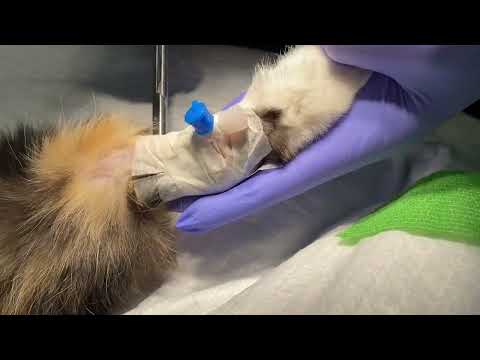 Видео: Манипуляции с внутривенным катетером