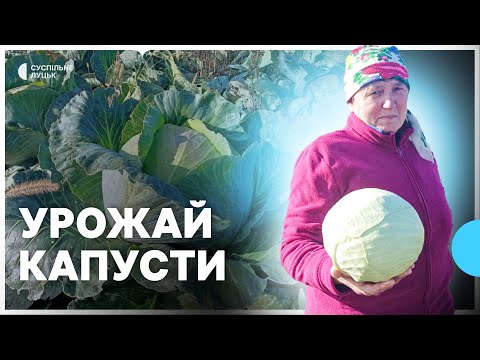 Видео: Як подружжя з Волині вирощує капусту та який урожай мають цього року