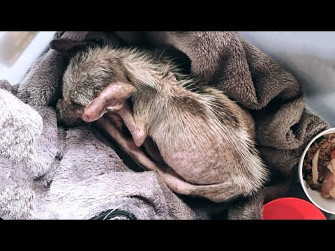 Видео: Она кусала каждого незнакомца, который прикасался к ней, а затем расплакалась, когда ее спасли...