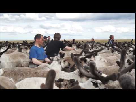 Видео: Переправа (Ямал. Экспедиция "Настоящие люди")
