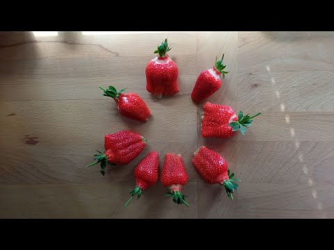 Видео: Посадил дед 3 сорта клубники. Азия, Лючия, Скала.