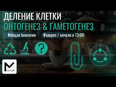 Видео: Практика / Деление клетки & Онтогенез & Гаметогенез / Биология ЕГЭ
