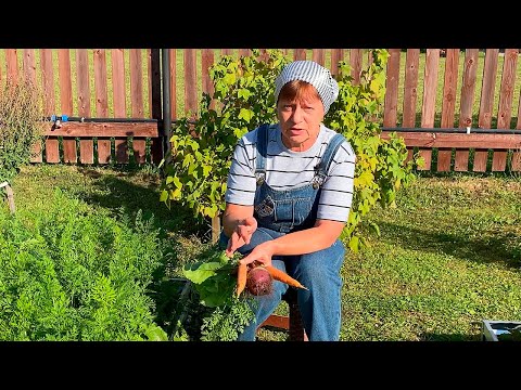 Видео: Уборка моркови и свеклы