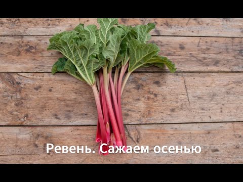 Видео: Как вырастить ревень из семян. Эксперимент. Сажаем ревень осенью. Стратификация