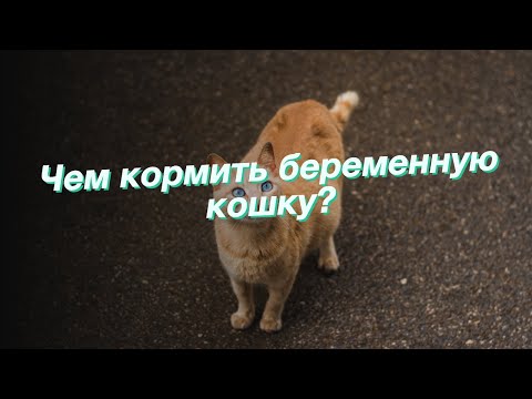 Видео: Чем кормить беременную кошку?