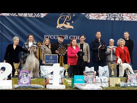 Видео: 27.09.2025, СПб. Клуб "Русский Стиль" (РКФ, РФСС"). Выставка собак "РУССКИЙ СТИЛЬ-1" (САС, ЧРКФ)