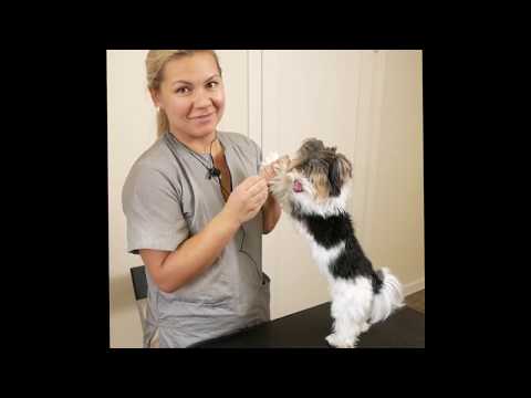 Видео: Груминг бивер йорка: советы, лайфхаки, инструменты
