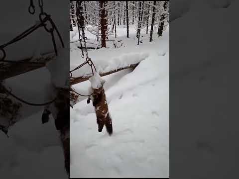Видео: Проверка капканов после морозов. В капканах бонус за бонусом