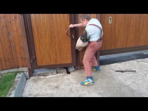 Видео: Тест №11. ТИБЕТСКИЙ МАСТИФ. ОХРАНА ДВОРА.