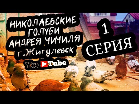 Видео: Николаевские голуби Андрея Чичиля. г. Жигулевск. тел +7 (917) 133-63-15. Серия 1