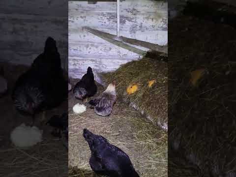 Видео: Зимой весна а весной зима . Курочки несутся кролики растут. 🐔🐰👍