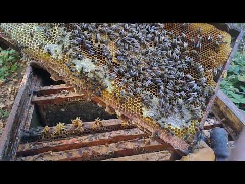 Видео: исправление семьи трутовки и проверка на принятие матки