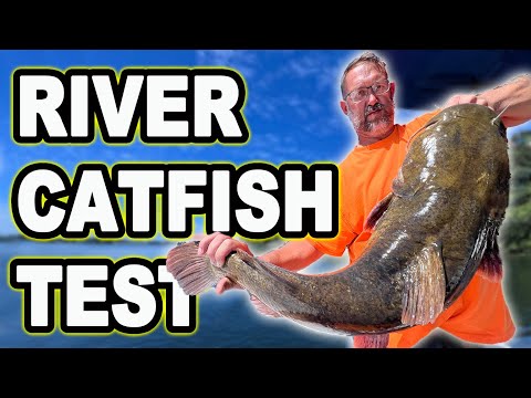 Видео: Ловля сома в реке, в которой я никогда не рыбачил