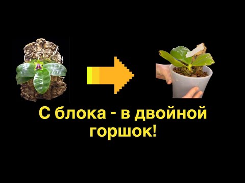 Видео: Пересадка орхидеи!