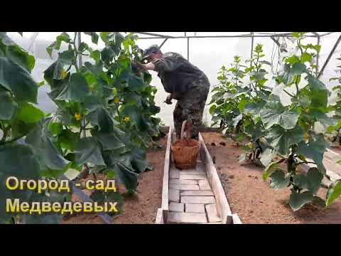Видео: Обзор разных сортов огурцов в теплице и на грядке
