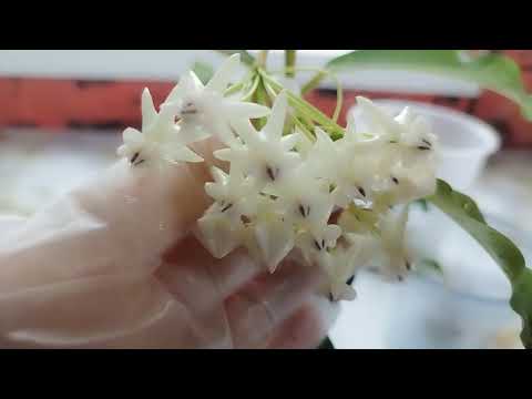 Видео: хойя Локки - hoya Lockii цветение                                        30 ноября 2023 г.