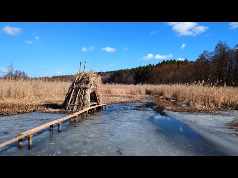 Видео: Ищу рыбу на болоте. В этом пруду рыбы нет