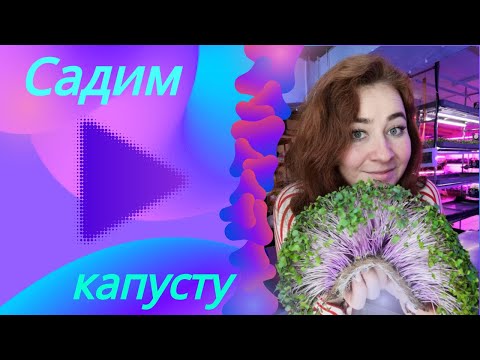 Видео: Как мы садим капусту кейл, кольраби, пак чой, татсой, краснокочанную на #микрозелень #микрогрин