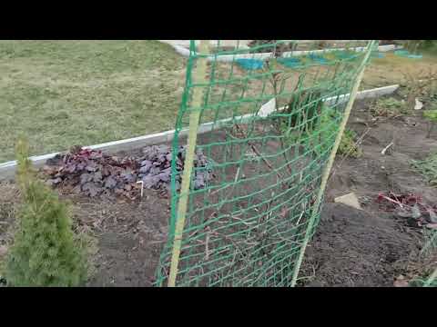 Видео: Клематисы проснулись. Что делать дальше?