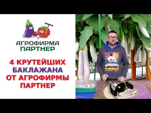 Видео: 4 КРУТЕЙШИХ БАКЛАЖАНА ОТ АГРОФИРМЫ ПАРТНЕР