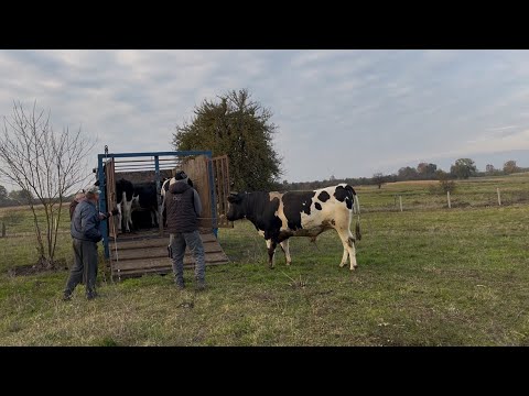Видео: Продаж бичка, ціна! Заготівля кормів! Сарненщина 