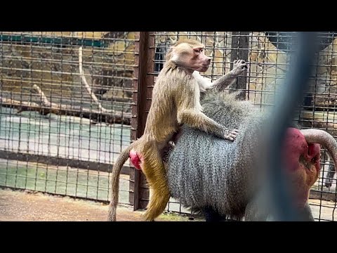 Видео: Лида КИНУЛАСЬ НА Люсю, но Елисей ее ЗАЩИТИЛ И ДАЖЕ ОБНЯЛ!