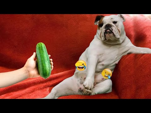 Видео: Вы не сможете перестать смеяться над этими собаками 😹 Самые смешные видео с собаками всех времен