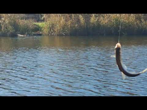 Видео: Рибалка на верховодку на супер чутливу оснастку.