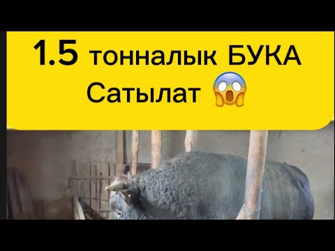 Видео: 1.5тонналык БУКА сатылат😱