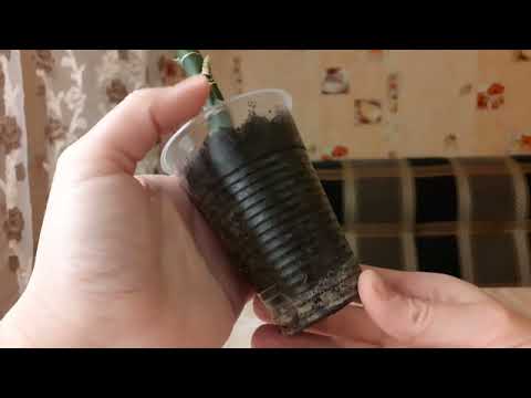 Видео: Реанимация диффенбахии (2 часть)