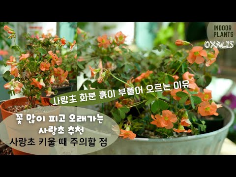 Видео: Как вырастить кислицу прямостоячим растением / На что обратить внимание при выращивании кислицы