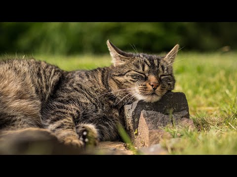 Видео: Усыпляющая музыка арфы 😽🎵 Колыбельная для кошек с глубоким стрессом и беспокойством, облегчающа...