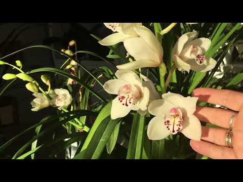 Видео: # Цветение #   Цветение цимбидиумов и плюс новичок