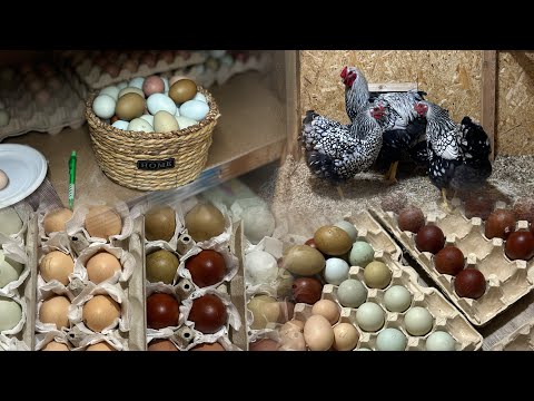 Видео: Упаковка посылок с Ия🤗Фавероль удивляют😳🤫