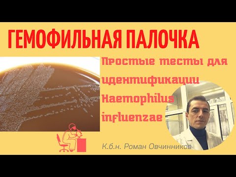 Видео: Гемофильная палочка - простые тесты для идентификации Haemophilus influenzae (кбн Роман Овчинников)