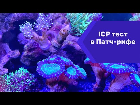 Видео: ICP тест в Патч-рифе