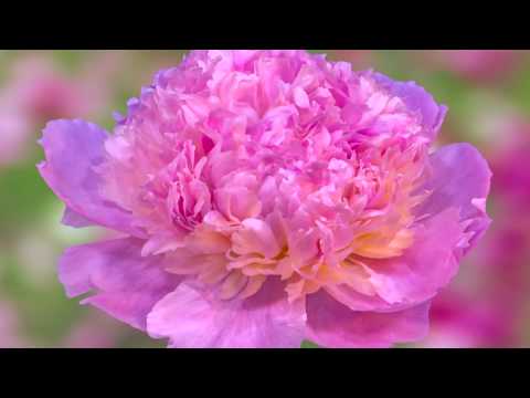 Видео: "Хялганат-Үлгэрийн тосгон" баримтат кино