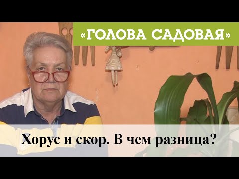 Видео: Голова садовая - Хорус и скор. В чем разница?