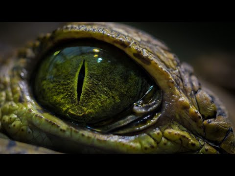Видео: Сентябрьский проект Системы